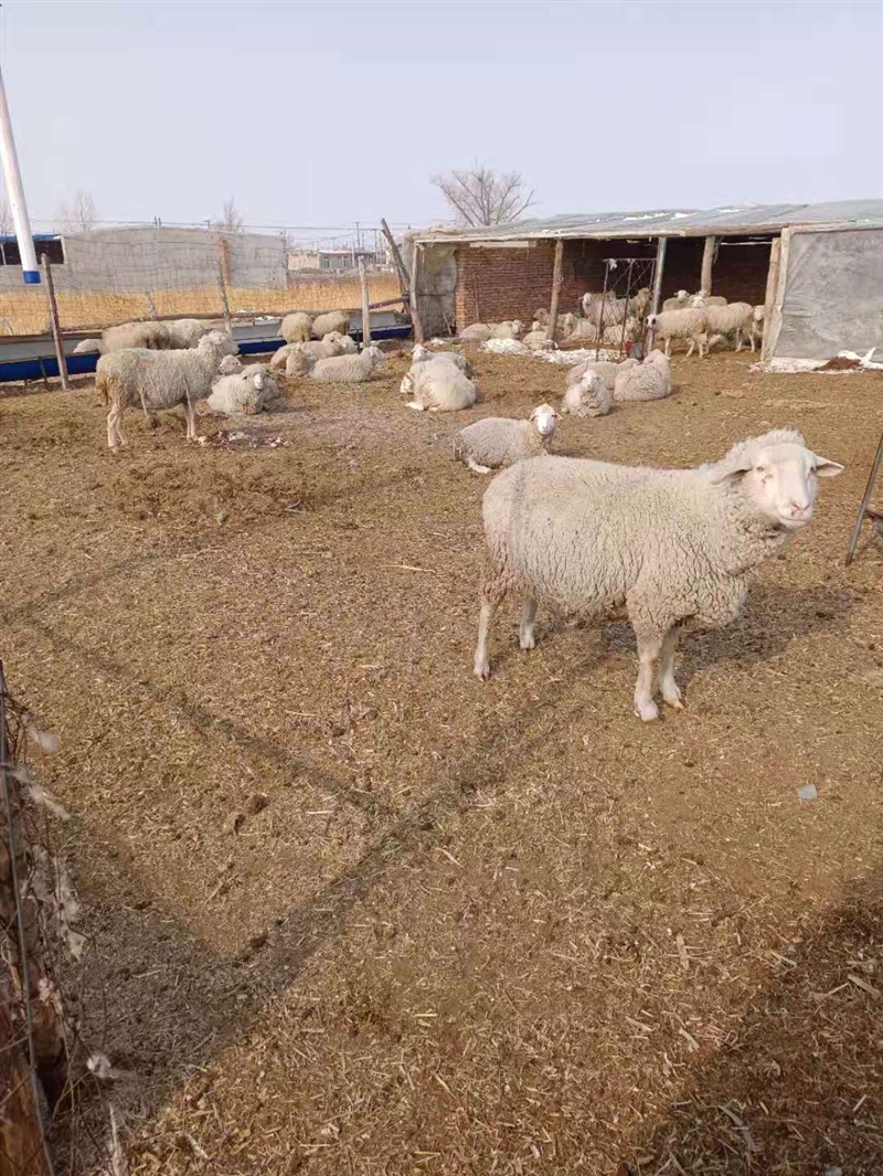 卖羊